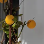 Salice فيلة *